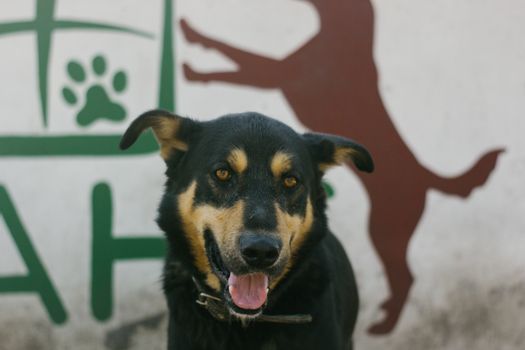  Short Coat Australian Kelpie Dog