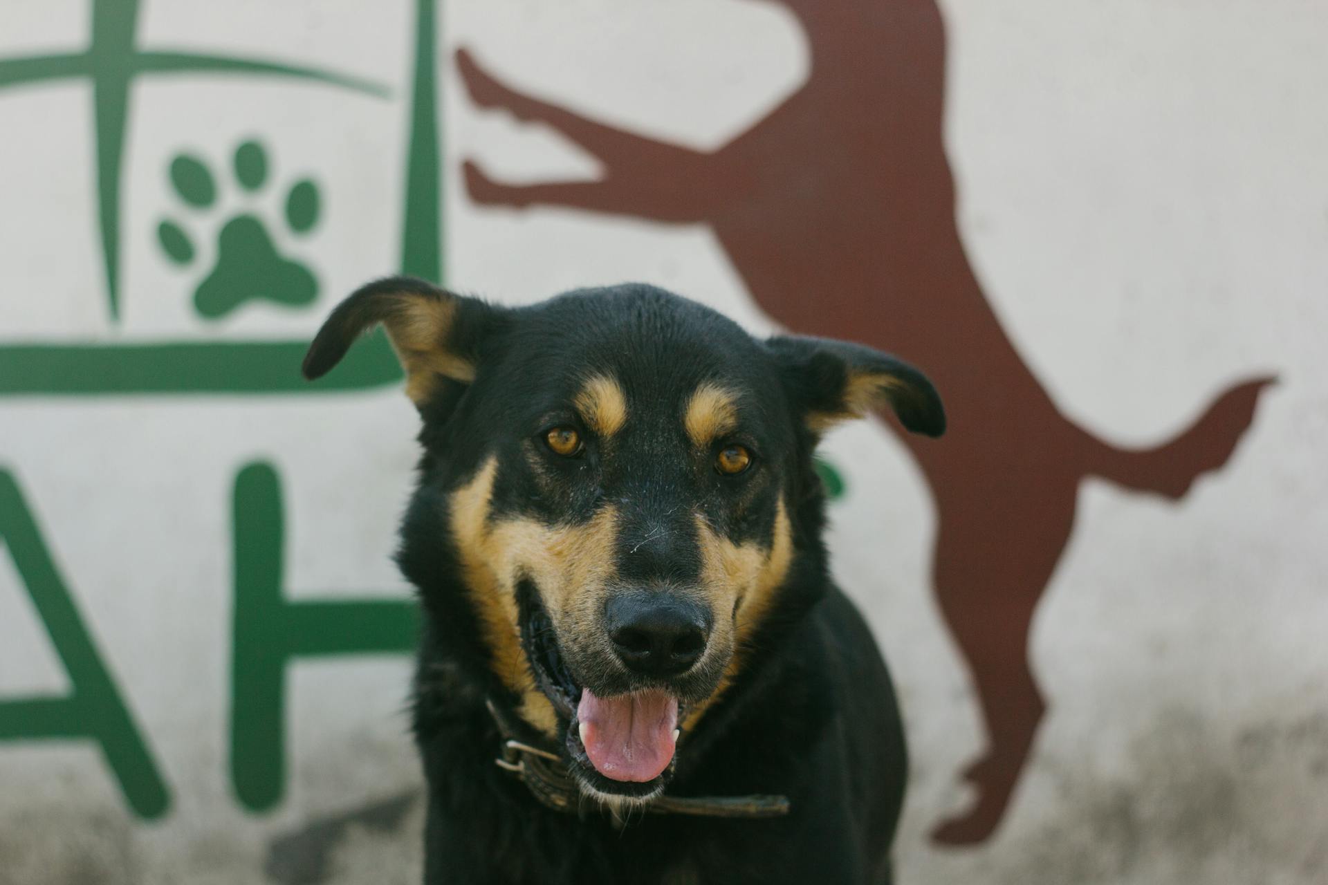 Short Coat Australian Kelpie Dog