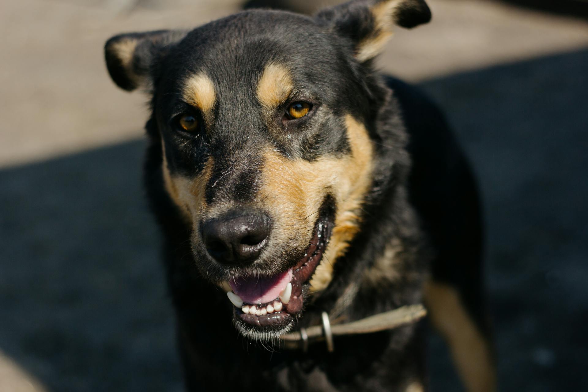 Australiensisk kelpiehund i närbild