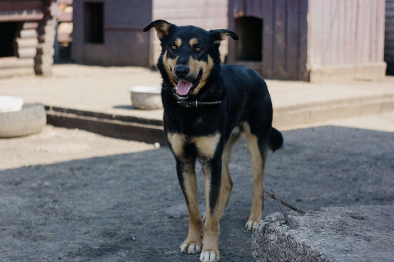 Goose - photo 1