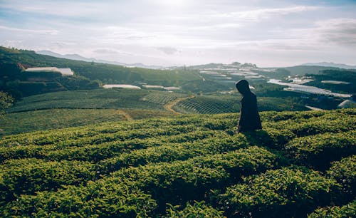 Persona En Campo De Hierba Verde