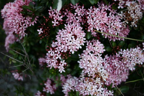 คลังภาพถ่ายฟรี ของ กลีบดอก, กำลังบาน, ดอกไม้สีชมพู