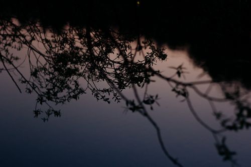 Free Silhouetted tree branches reflecting on a tranquil water surface during twilight, creating a serene and peaceful mood. Stock Photo