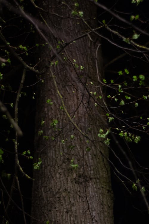 Brown Tree Trunk With Green Leaves