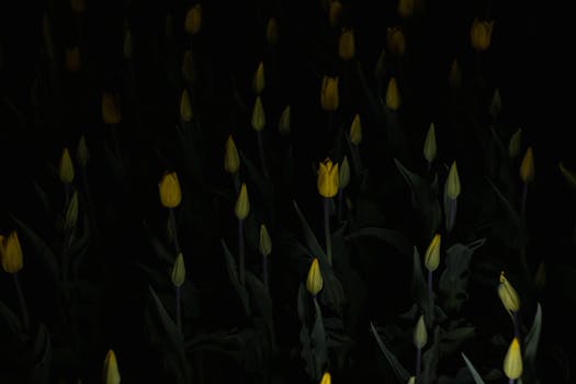 An artistic display of yellow tulips captured in a dark garden setting, exuding a moody atmosphere.