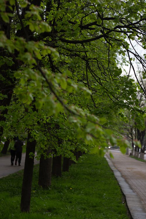 Foto profissional grátis de andando, árvores, calçada pavimentada