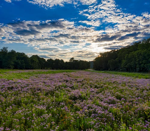 Photo of Lavender Flowers in a Field