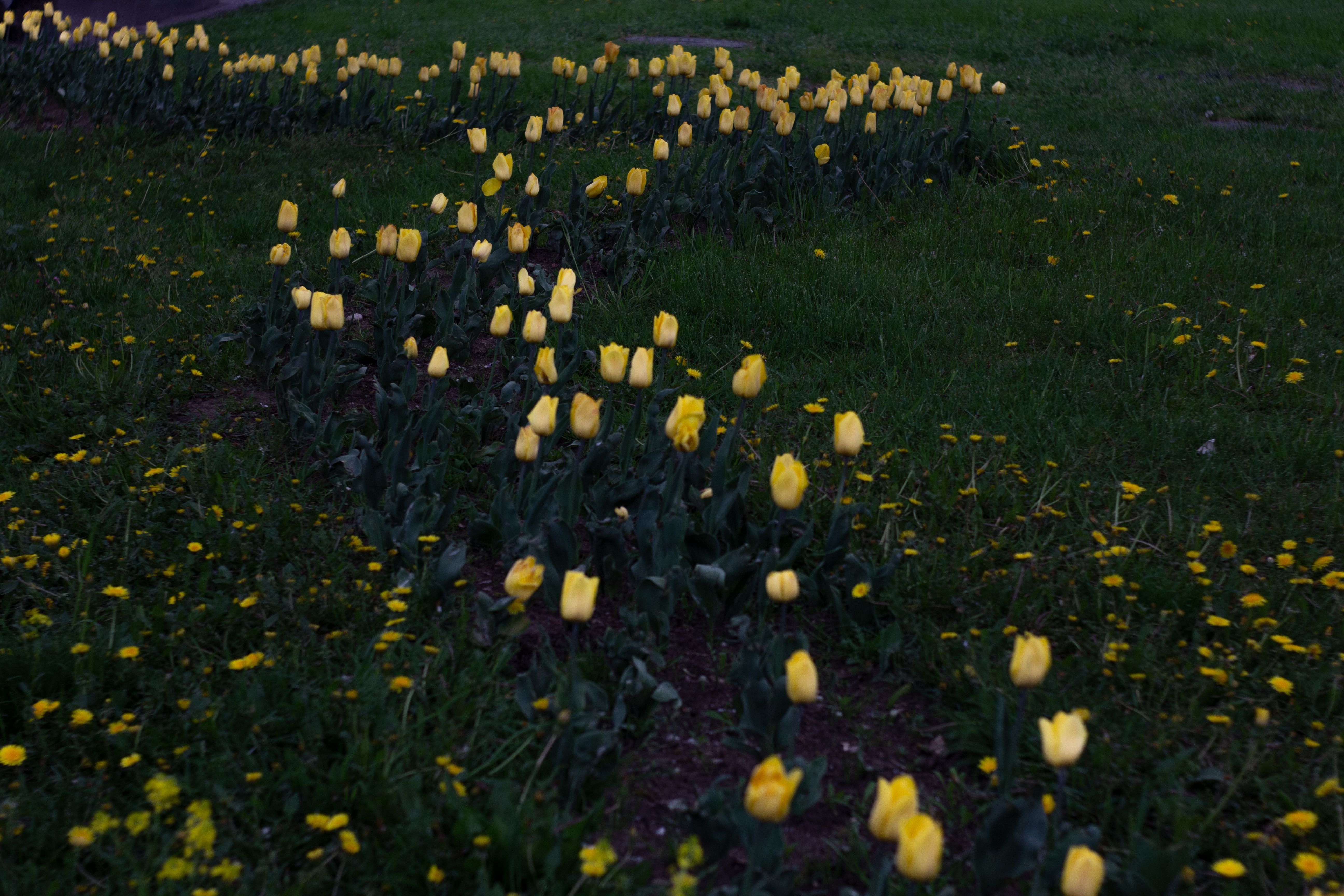 Żółte tulipany