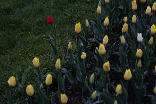 Foto stok gratis berbunga, bidang, bunga tulip