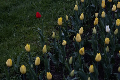 Imagine de stoc gratuită din boboci de flori, câmp, floră