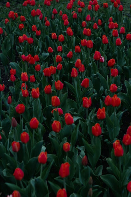 Field of red tulips