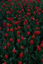 Field of red tulips