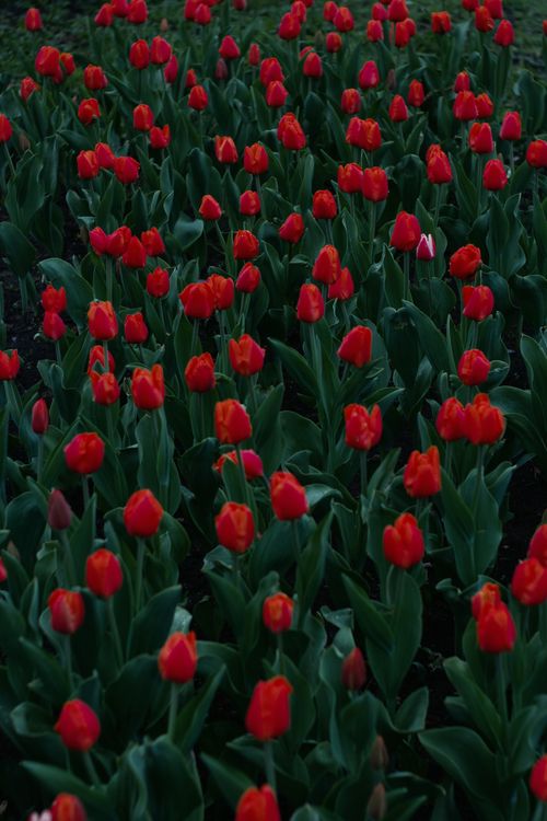 Free A stunning field of red tulips in full bloom surrounded by lush green leaves, capturing the essence of spring. Stock Photo