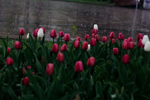 คลังภาพถ่ายฟรี ของ กลีบดอก, กำลังบาน, ดอกทิวลิป