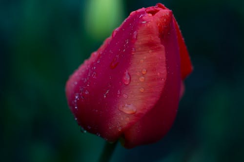 Free Red Flower in a Close Up Photography Stock Photo