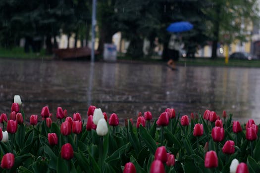 Red and white tulips bloom on a rainy city street, with a person walking under an umbrella.