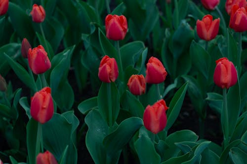 Free A Tulips with Green Leaves Stock Photo