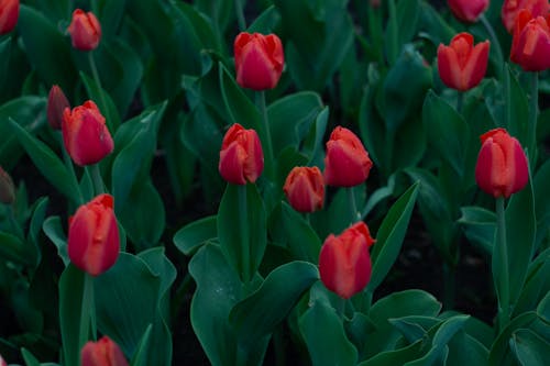 Gratis arkivbilde med blomst, blomster, blomsterblad