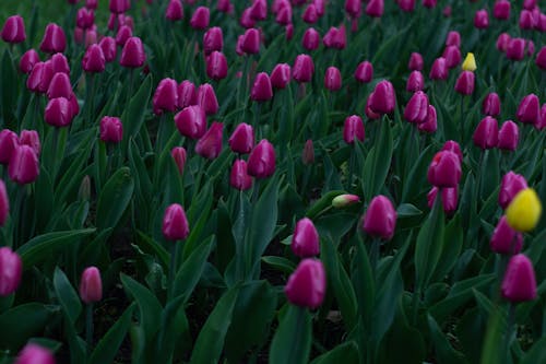 Free Purple Tulip Flower Field Stock Photo