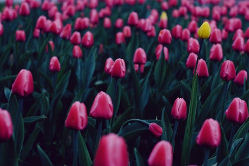 Photo of Blooming Pink Flowers