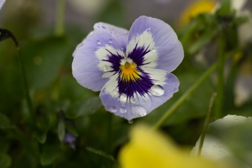 Free Macro shot of a dew-covered purple pansy flower with vibrant petals and water droplets. Stock Photo