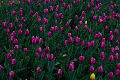 Free Tulip Flower Field Stock Photo