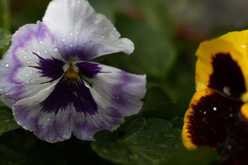 Free Detailed view of colorful pansy flowers adorned with fresh dew droplets. Stock Photo