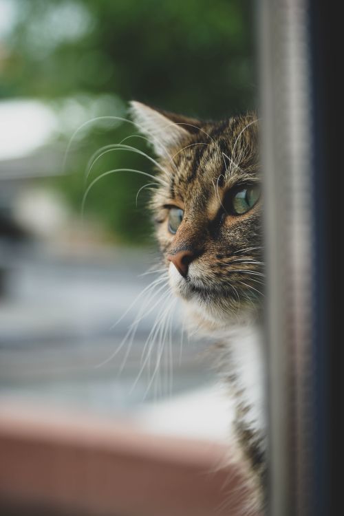 Free A serene tabby cat with green eyes sits by the window, gazing outside. Stock Photo