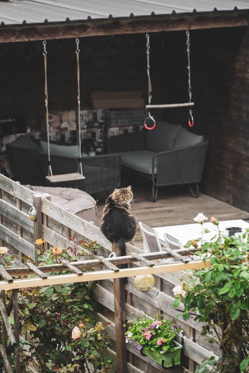 Brown and Black Tabby Cat on Brown Wooden Fence