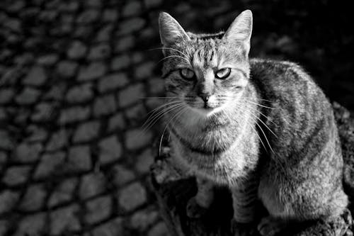 Black and White Shot of a Cat