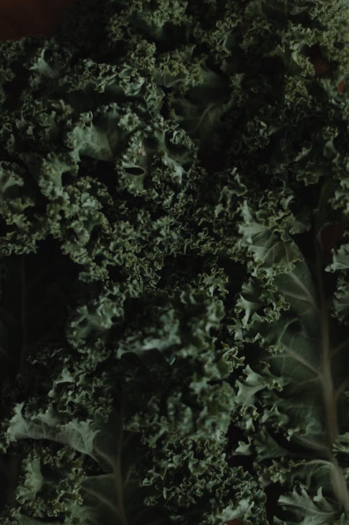 나뭇잎, 녹색, 상추의 무료 스톡 사진