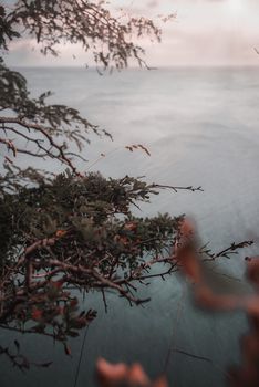 Calm ocean view through silhouette of branches at sunset, creating a serene and tranquil mood.