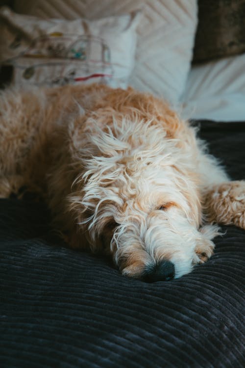 Free Photo of a Dog Resting Stock Photo