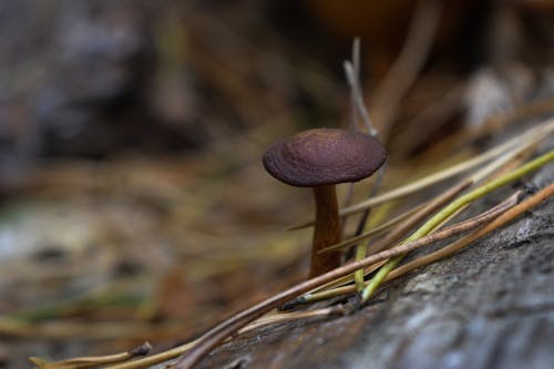 Close Up Shot of a Brown Mushroom 