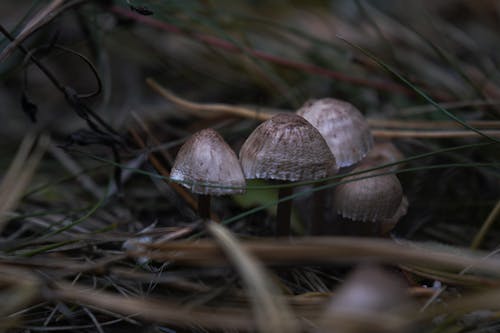 Mushrooms on the Ground