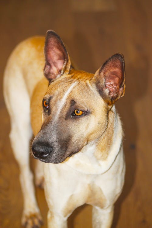 Gratis lagerfoto af hund, klappe, min hund