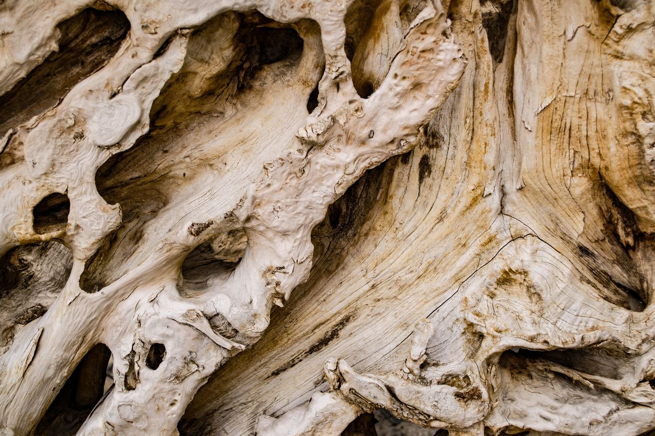 detailed close up of weathered tree bark showcasing its unique texture