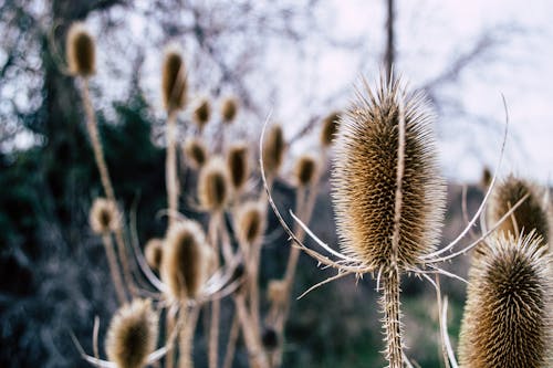 Brown Plants