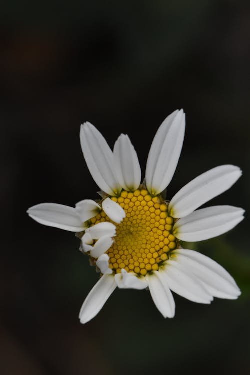 Free A White Daisy in Bloom Stock Photo