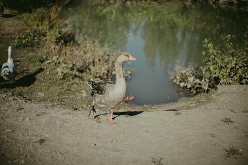 Photograph of a Goose Walking Near Plants