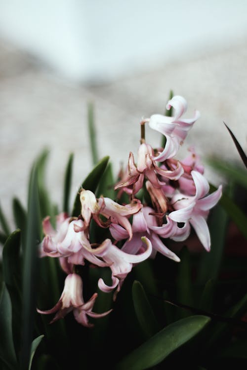 Pink Hyacinths 