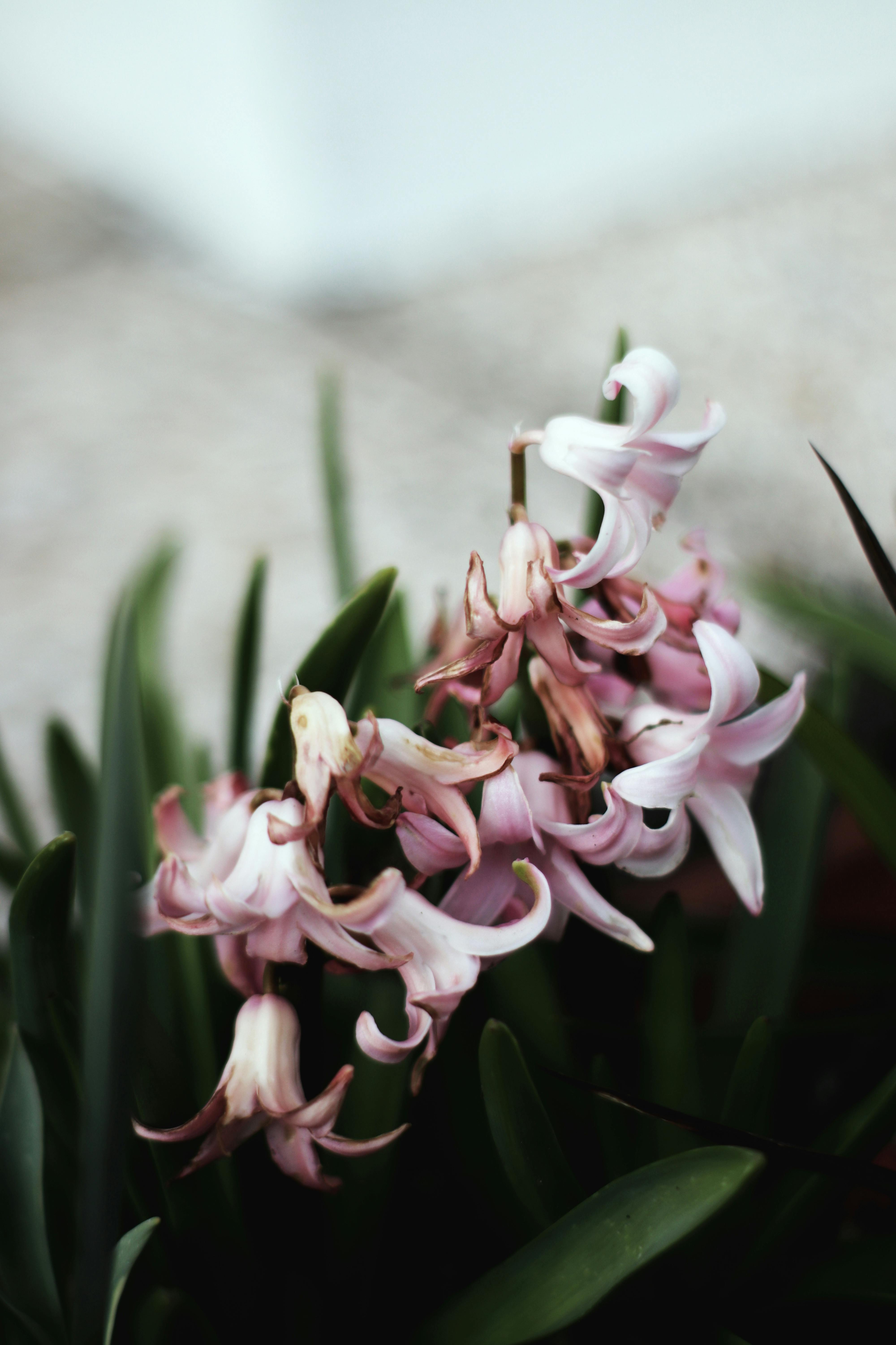 Pink Hyacinths · Free Stock Photo
