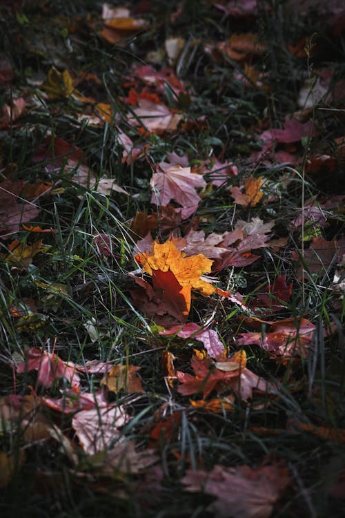 Gratis lagerfoto af ahorn, baggrund, blade