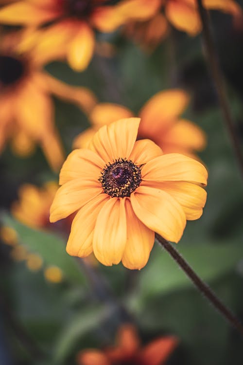 Close up view of yellow flower