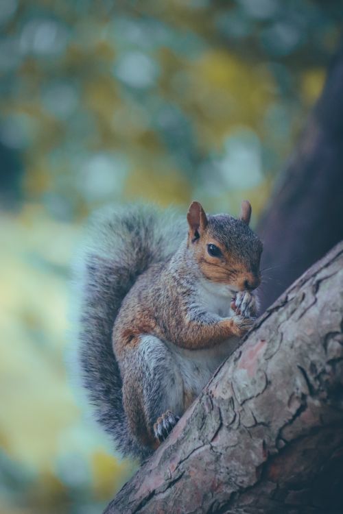 Free Close-up of a cute squirrel perched on a tree branch, showcasing its natural furry texture. Stock Photo