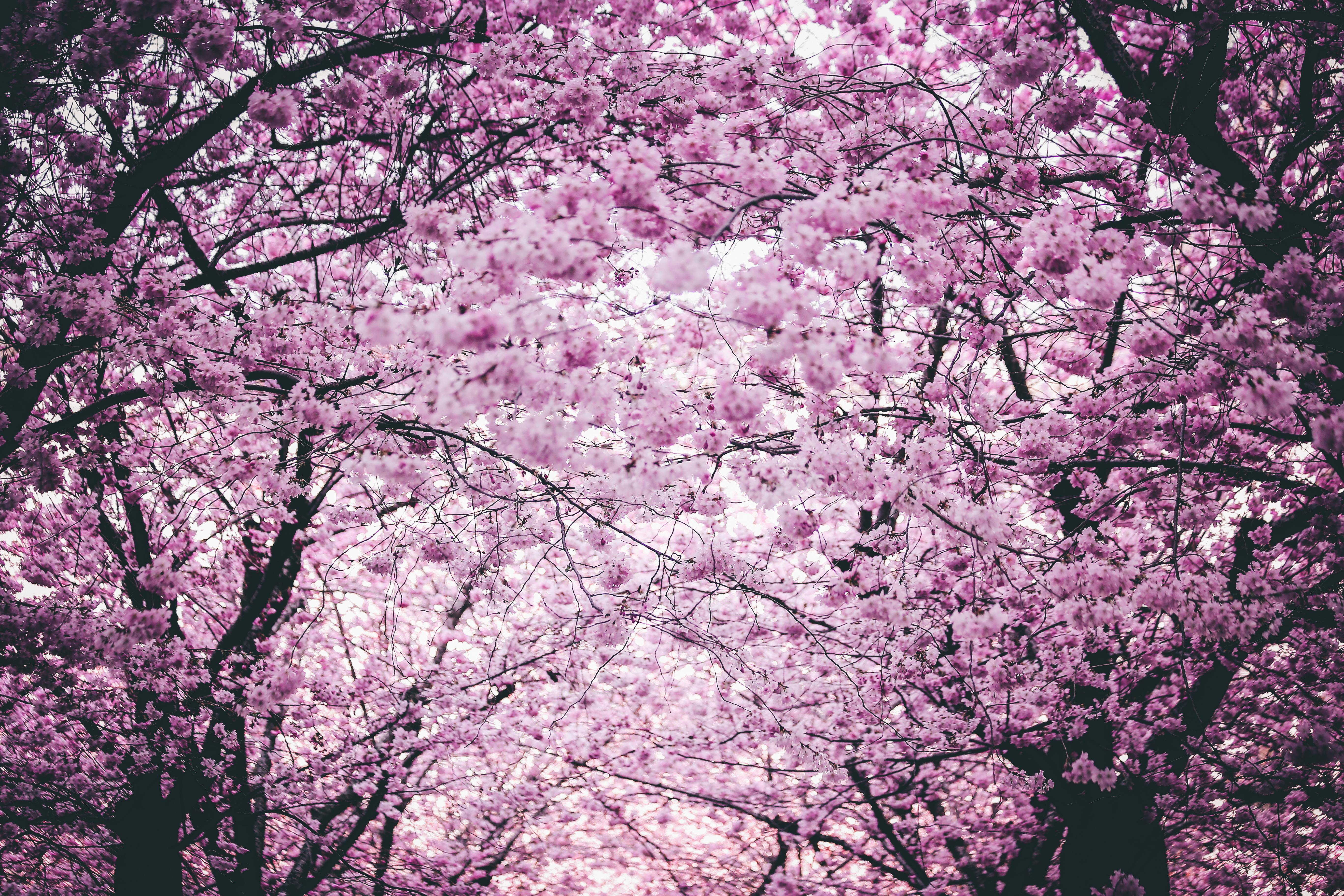 sakura tree wallpaper