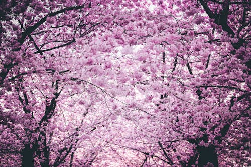 木の上のピンクの花