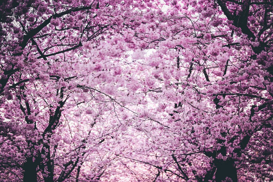 10,000+ Best Spring Flowers Photos · 100% Free Download · Pexels Stock ...