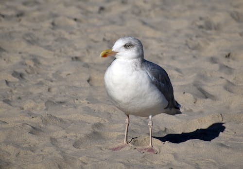 Free White and Gray Bird on Brown Sand Stock Photo