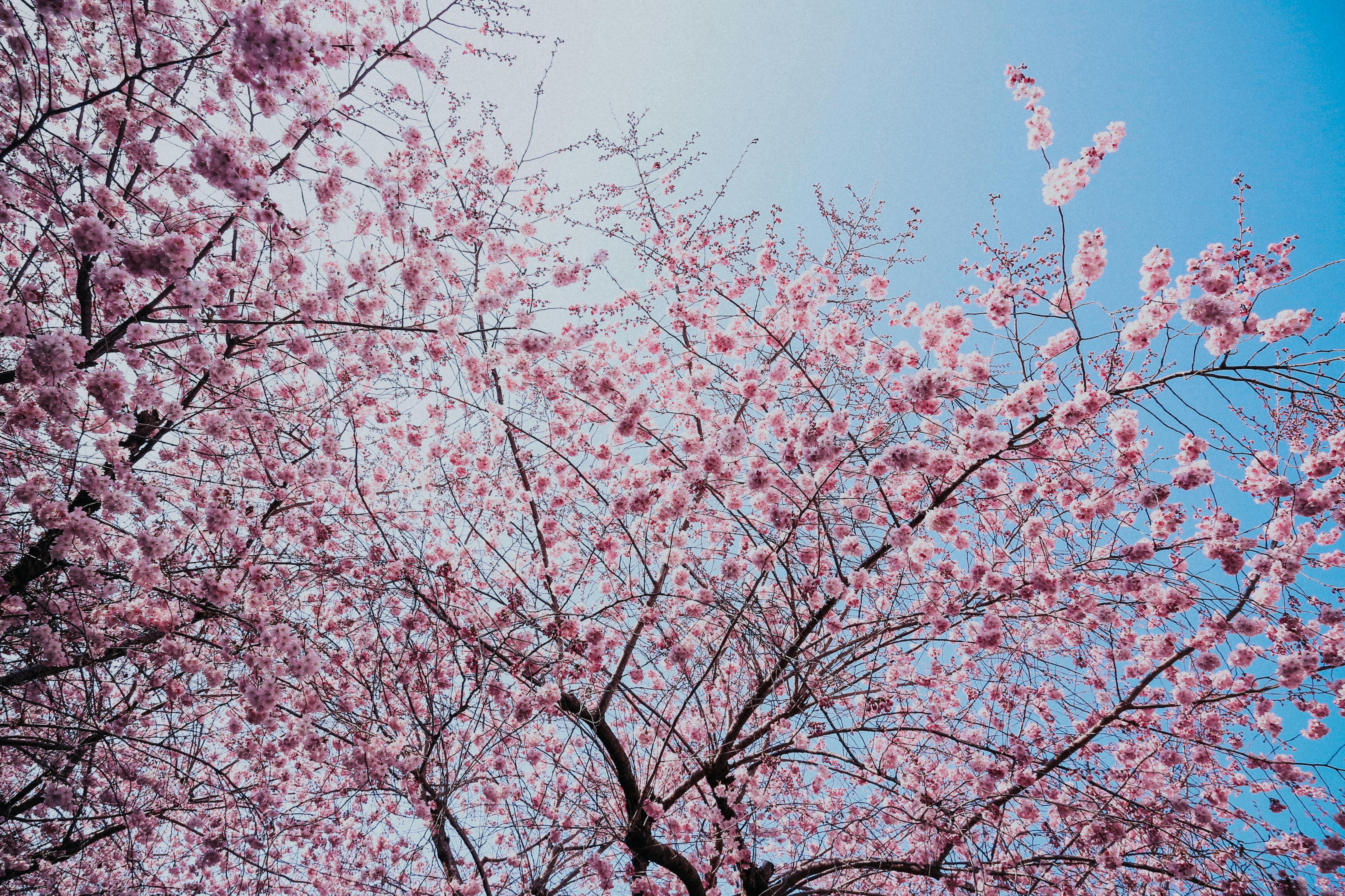 1000 Interesting Cherry Blossom Photos Pexels Free Stock Photos